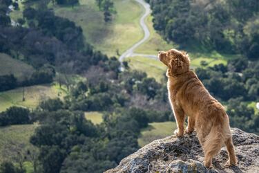 Dog friendly hikes in the Pacific Northwest