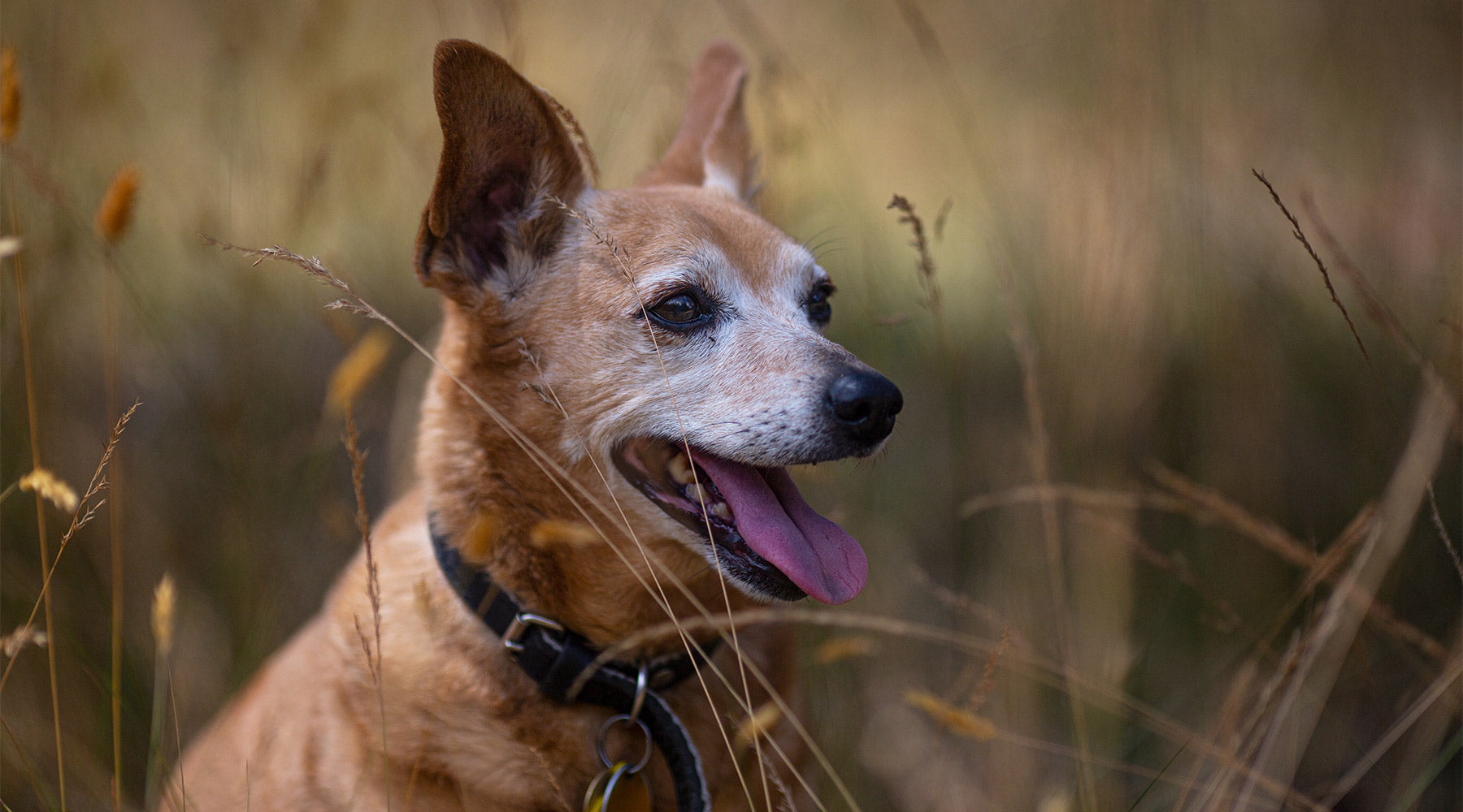 A russet dog in a field of grasses, looking happily toward the right side of the frame, at FurHaven Pet Products