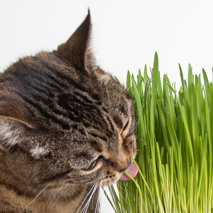 SmartyKat - (5-Set Bundle) Catnip Caves Infused Cat Hideout & Sweet Greens Cat Grass Grow Kit