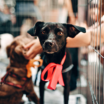 A brown dog wearing a harness in the background, as well as a black dog wearing a red ribbon also receiving pets, both of which are in a metal cage, from FurHaven Pet Products