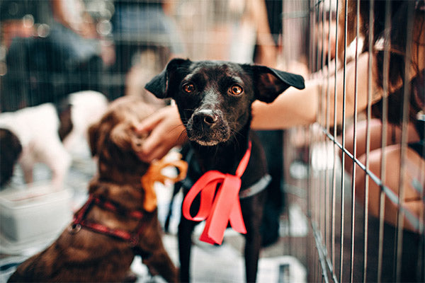 A brown dog wearing a harness in the background, as well as a black dog wearing a red ribbon also receiving pets, both of which are in a metal cage, from FurHaven Pet Products