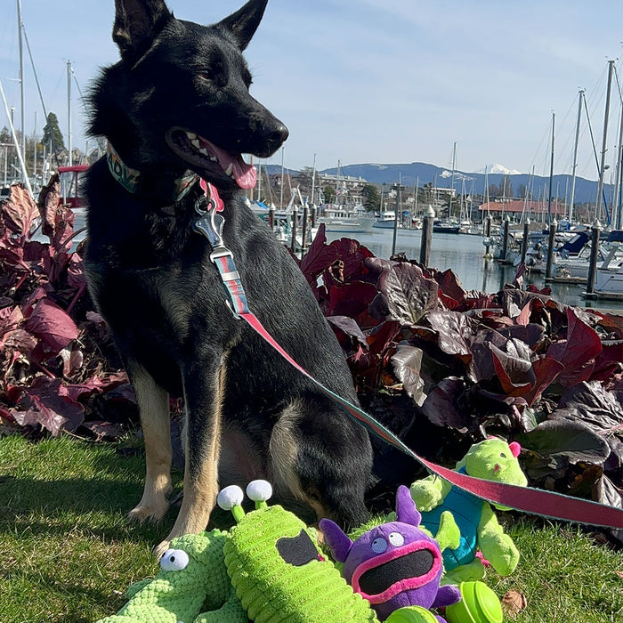 A black german shephard dog sits in green grass with cute, green, purple, and plush dog toys at its feet at FurHaven Pet Products
