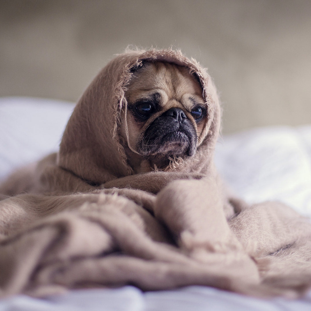 A pug in a dusty purple blanket, sitting on a bed at FurHaven Pet Products