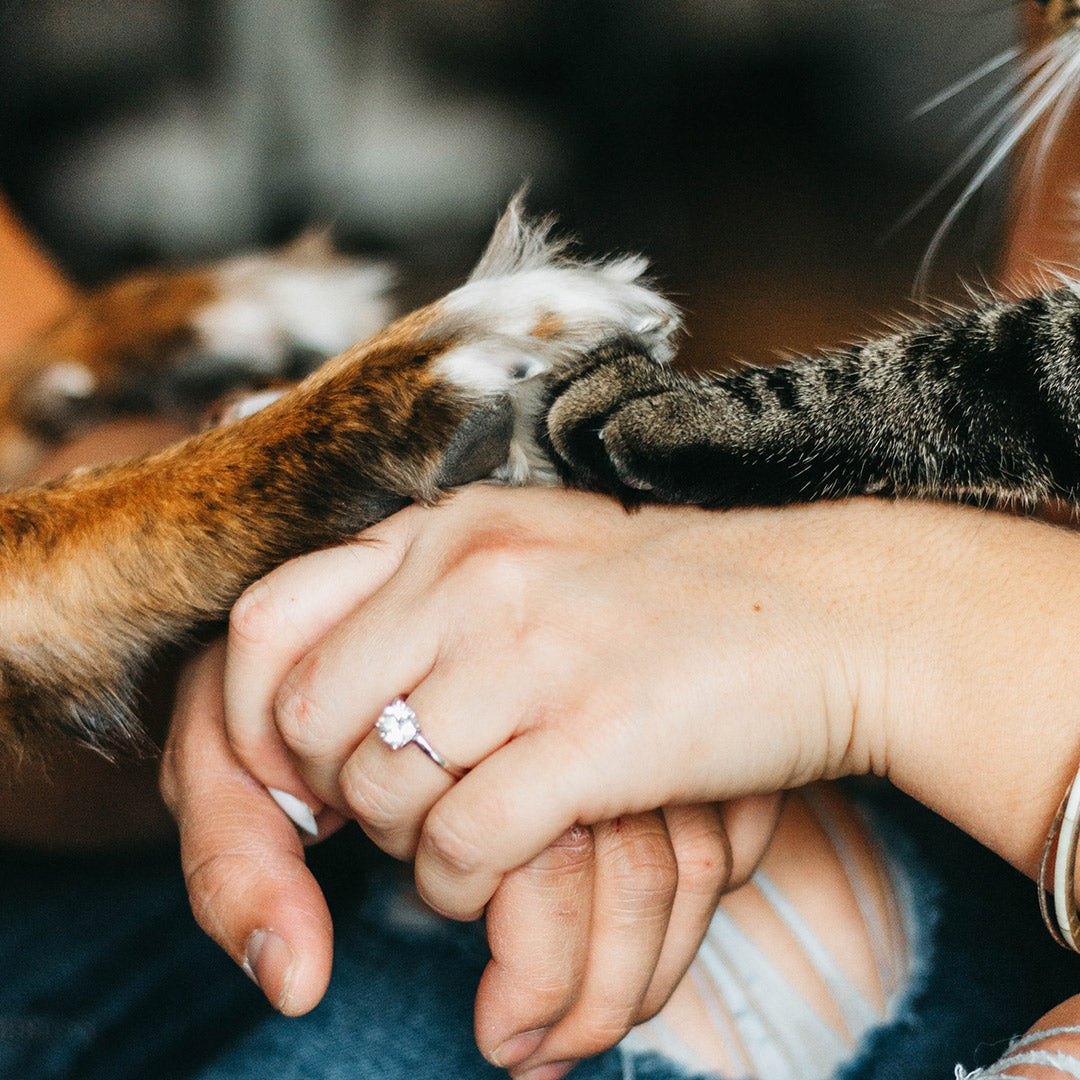 An orange and white dog, a black and gray cat, and two humans all place their hands together on top of a human's leg, who is wearing jeans, at FurHaven Pet Products 