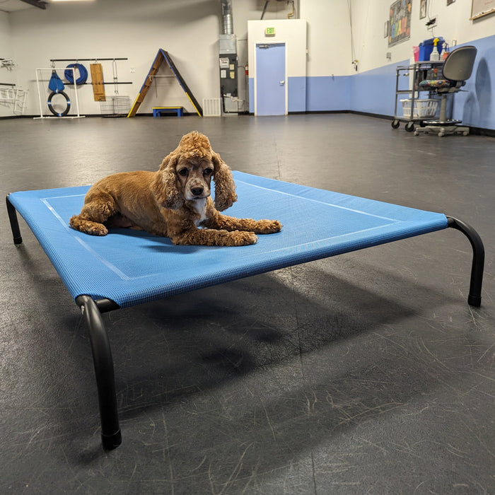 Train Your Pup Like a Pro: How an Elevated Cot Can Supercharge Your Dog's Training