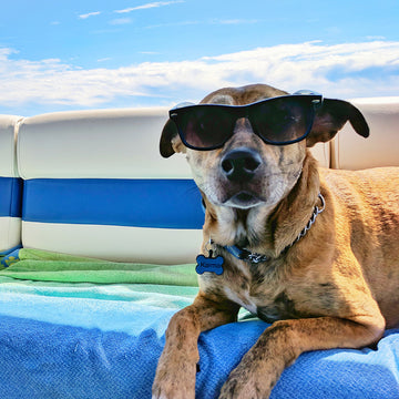 A dog sitting by the side of a pool, wearing sunglasses on a bright blue sky day, looking very cool, at FurHaven Pet Products