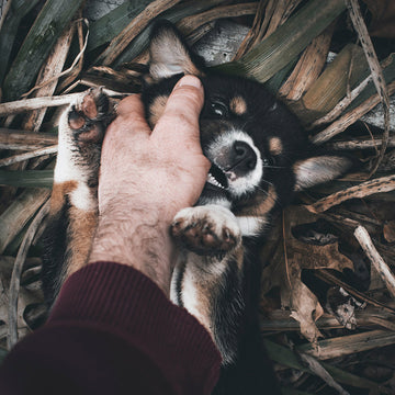 A brown, black, and white dog lying on top of some leaves, foliage, sticks, and other plants. There is a human giving the dog pets, at FurHaven Pet Products