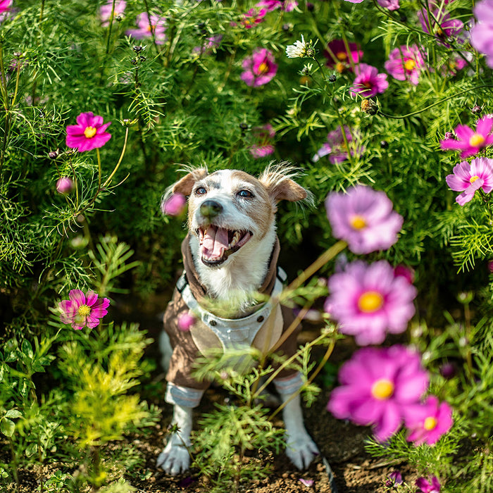 A dog happily looking up to the sky from the ground in a flowery, bushy spring garden at FurHaven Pet Products