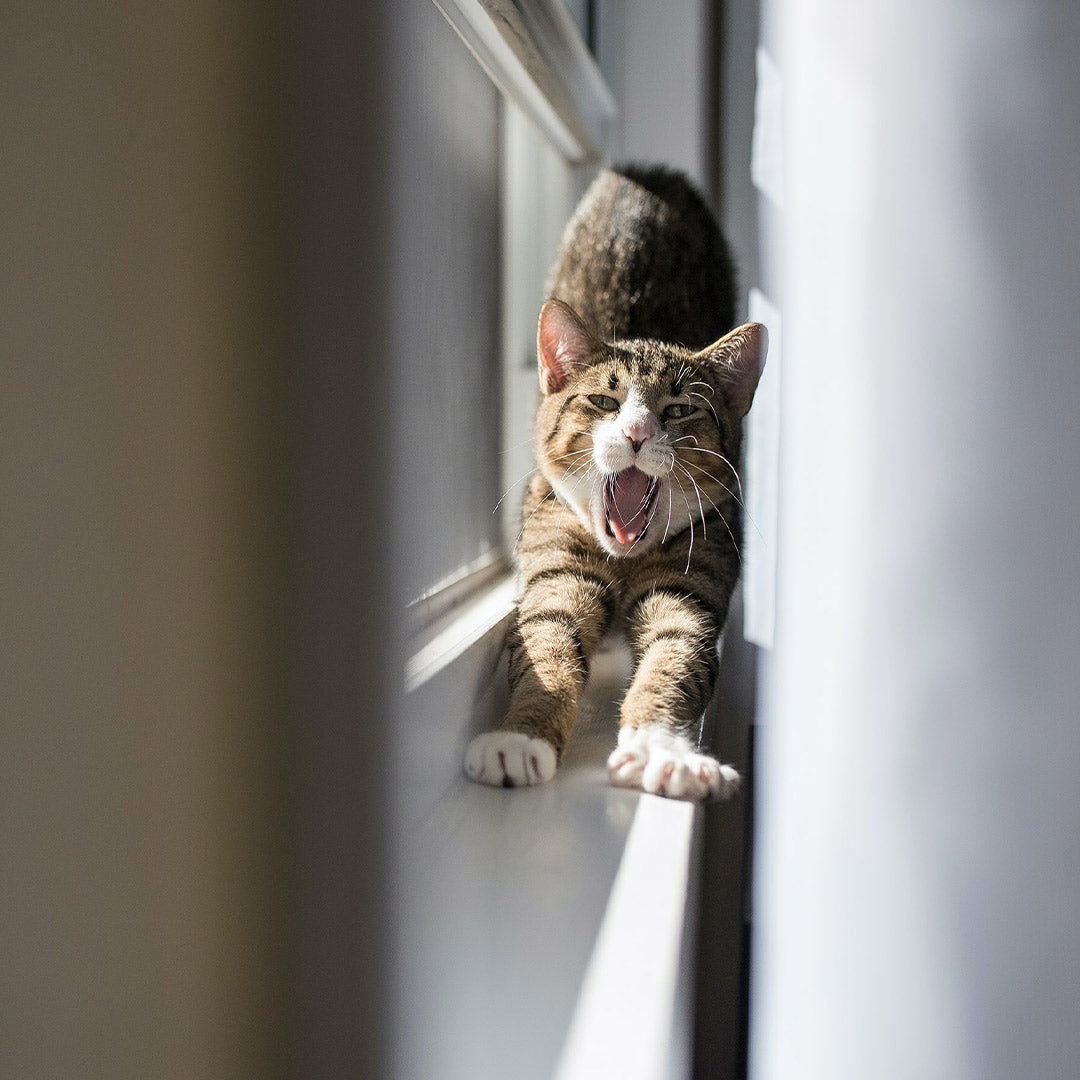 A brown, gray and white cat yawning and stretching in front of a sunlit window at FurHaven Pet Products