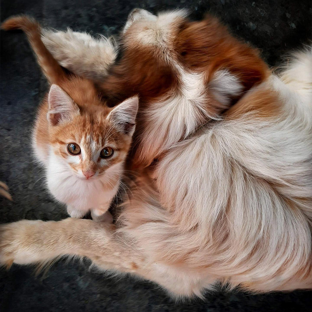 A shaggy white, brown and cream dog lying on the ground, while an orange and white kitten next to the dog stares up at the camera, at FurHaven Pet Products 