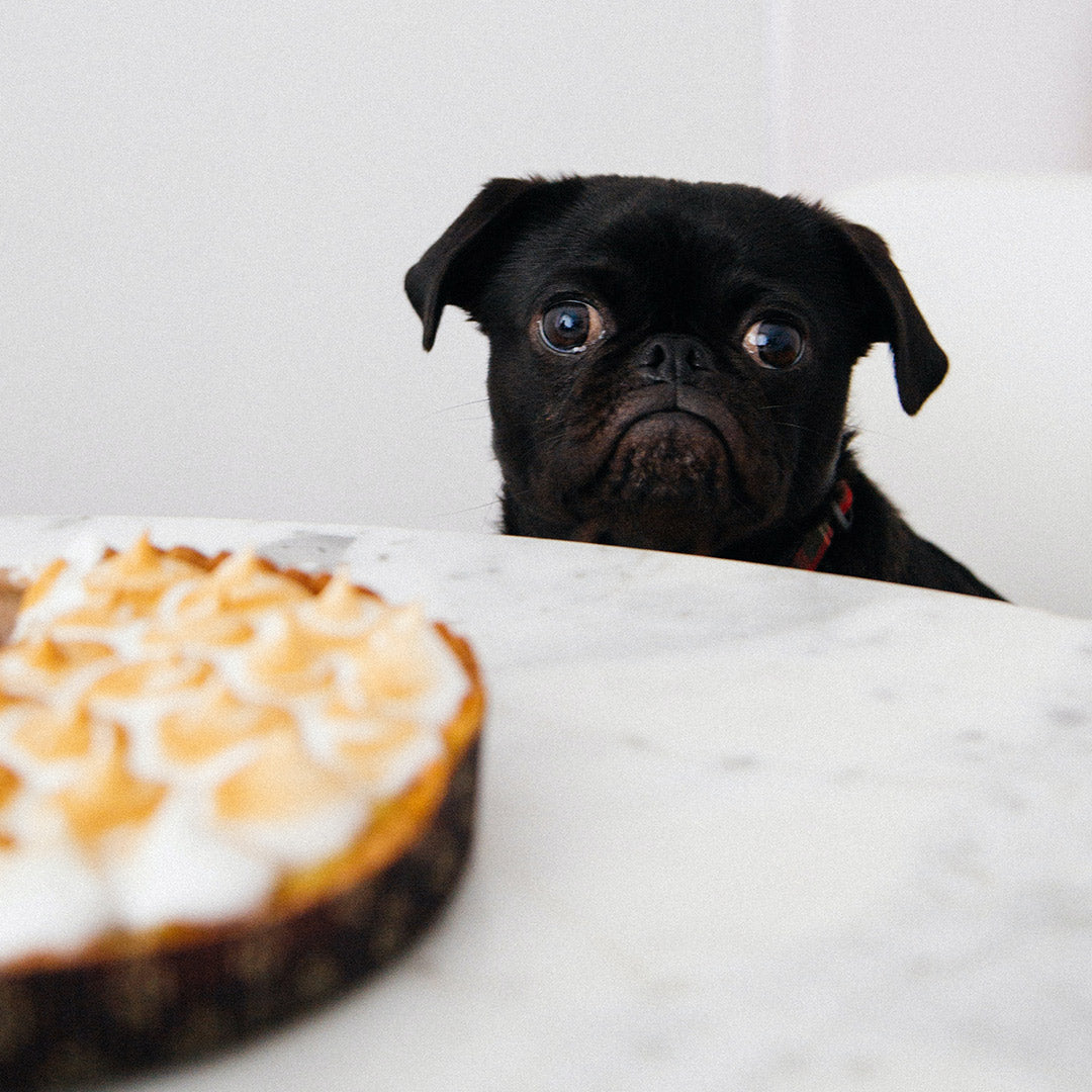 A black pug, looking at a pie with mischief in it's eyes at FurHaven Pet Products