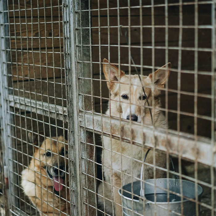 Two dogs, one blonde and one very light brown, sitting in a large cage with a bucket of water inside of it, from FurHaven Pet Products