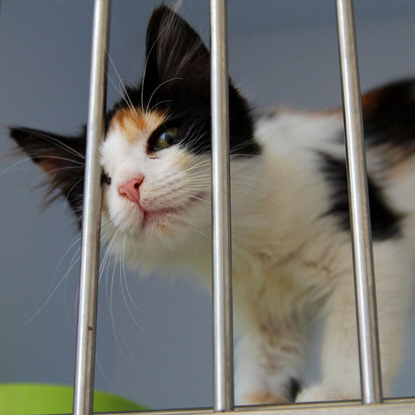What To Know About Adopting A Shelter Cat