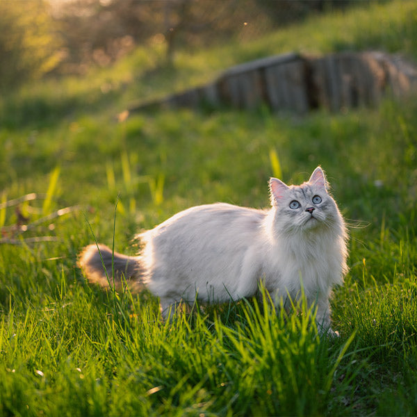 A white cat with a gray tail looking up from sunlit green grass, from FurHaven Pet Products
