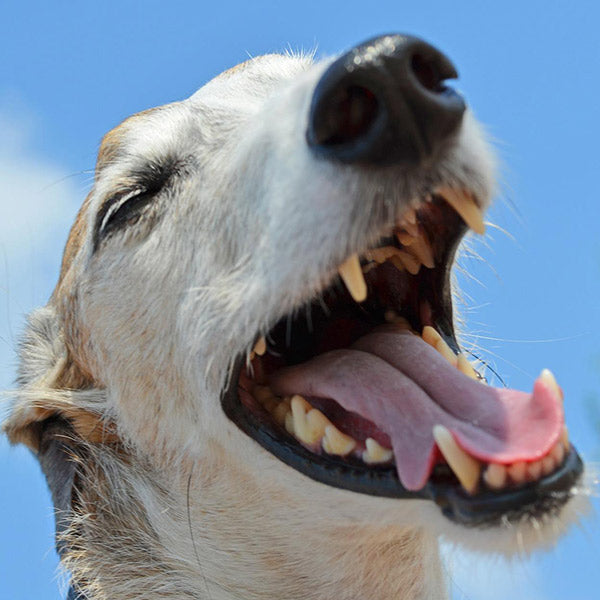 A dog happily barking in front of a clear blue sky, at FurHaven Pet Products