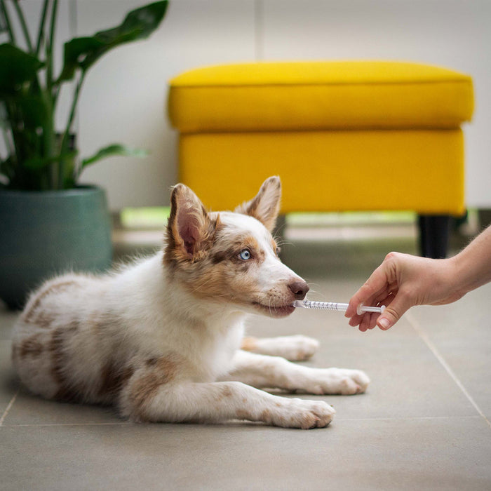 A white, cream, and brown colored dog on the floor next to a houseplant and a yellow ottoman, receiving medicine from an offscreen human, at FurHaven Pet Products