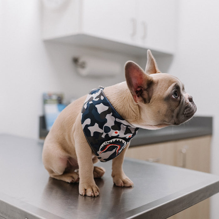 A small bulldog sitting on a metal table, wearing a bandana, from FurHaven Pet Products 