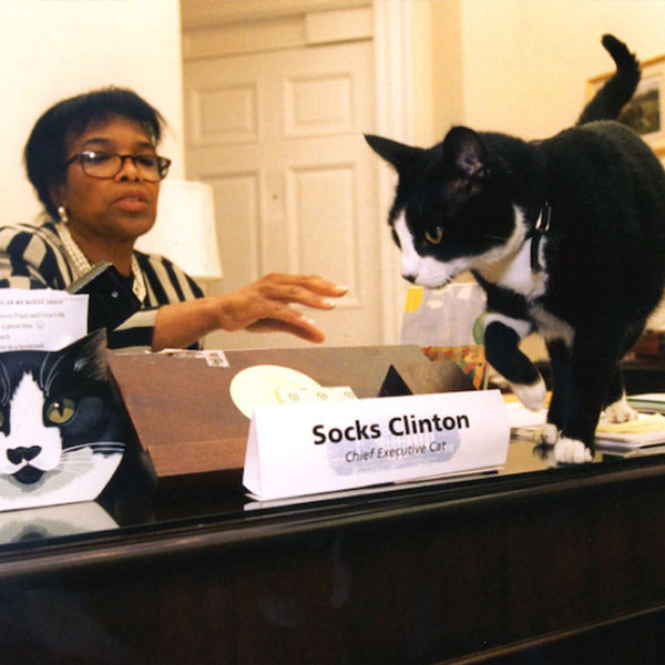 Socks Clinton is spotted on a desk with a nametag for them, from FurHaven Pet Products 