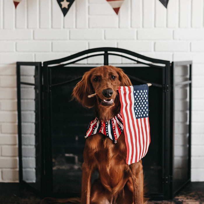 A dog wearing a red white and blue decorative collar holds an American Flag in it's mouth and looks at the camera at FurHaven Pet Products
