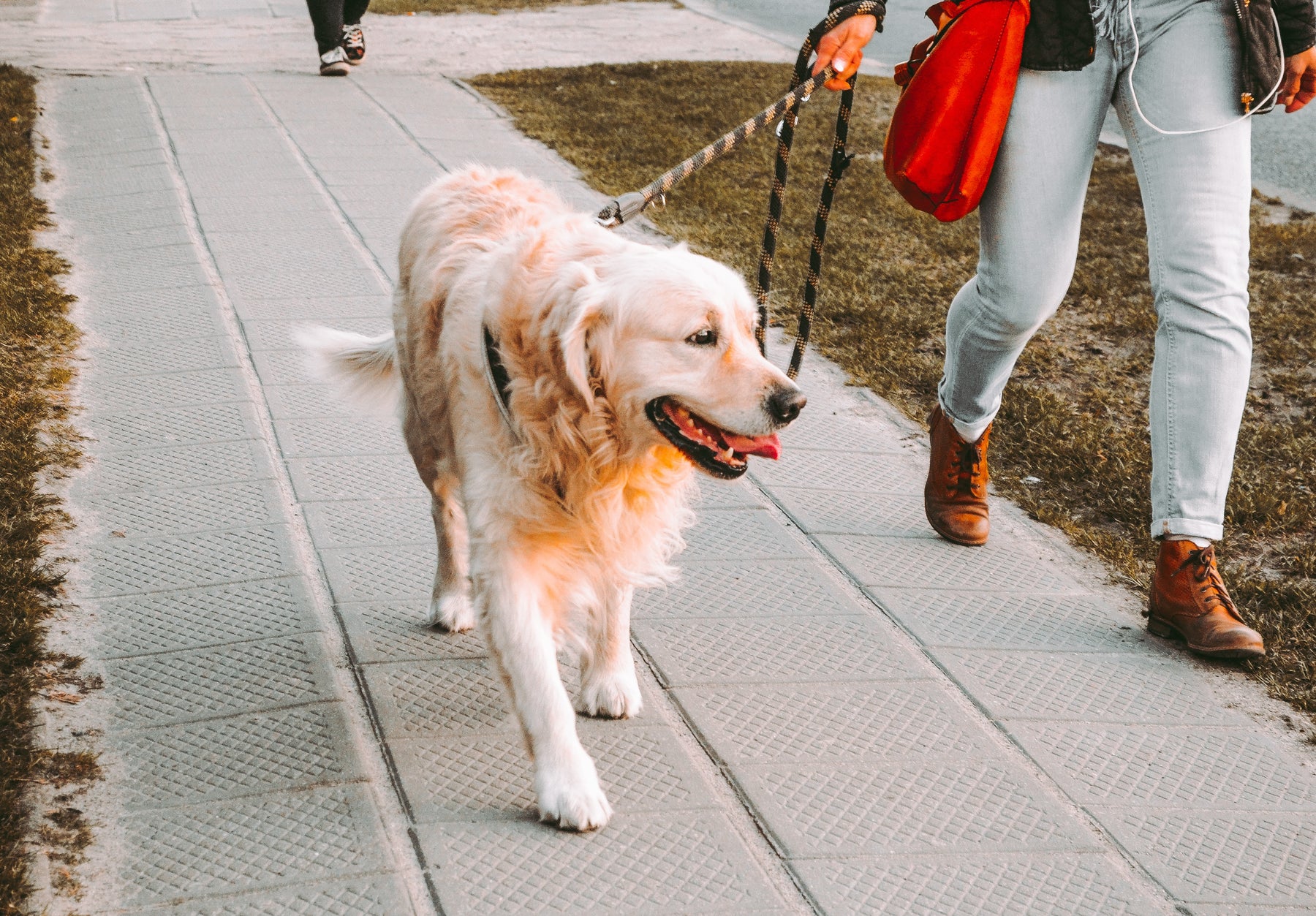 A blonde-colored dog being walked with a leash on pavement. 