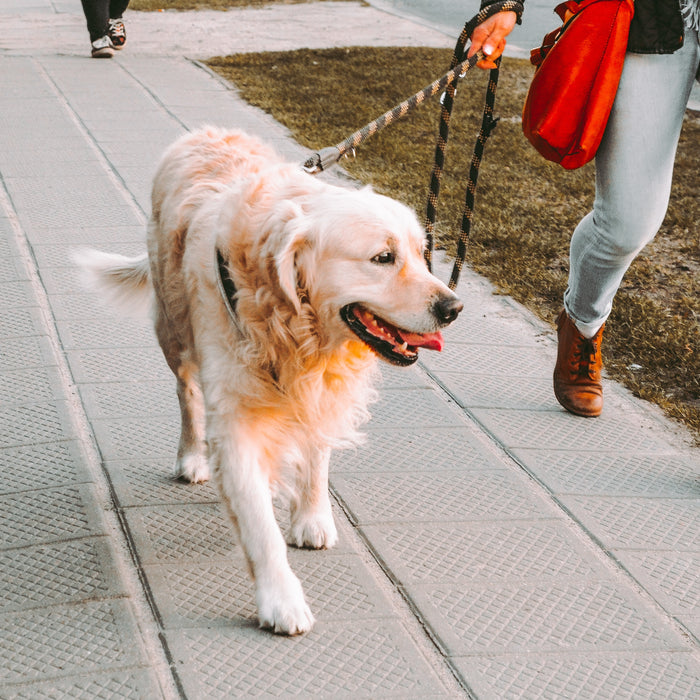 A blonde-colored dog being walked with a leash on pavement. 