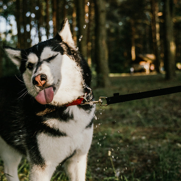 A large black and white and gray Husky, in a forest, on a walk, mid-sneeze at FurHaven Pet Products