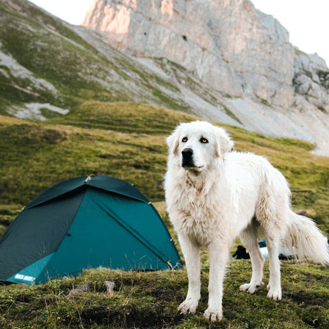 A white, shaggy dog standing in front of a tent on top of a patch of grass in the mountains at FurHaven Pet Products