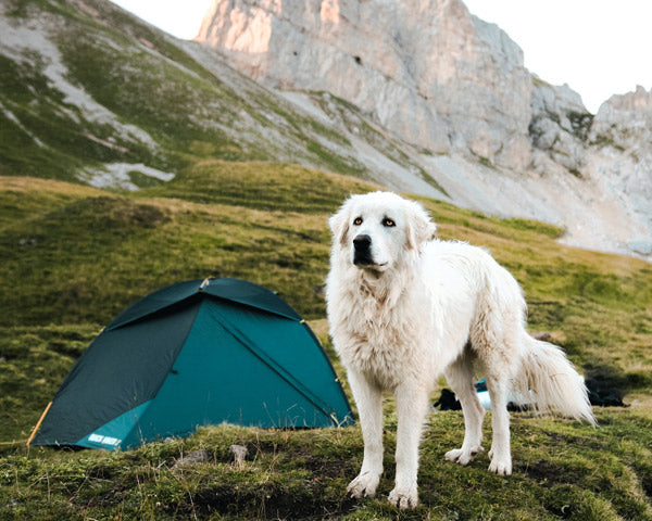 A white, shaggy dog standing in front of a tent on top of a patch of grass in the mountains at FurHaven Pet Products