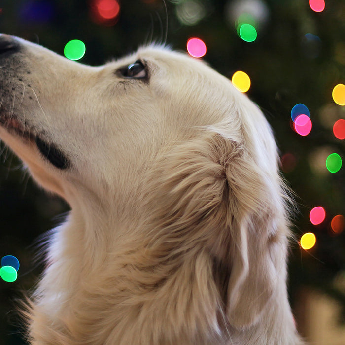 A white dog in front of a Christmas tree, at FurHaven Pet Products