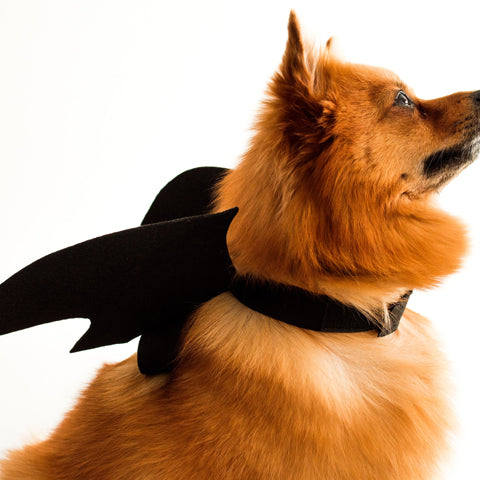 A yellow dog wearing a bat wings costume in front of a white background at FurHaven Pet Products