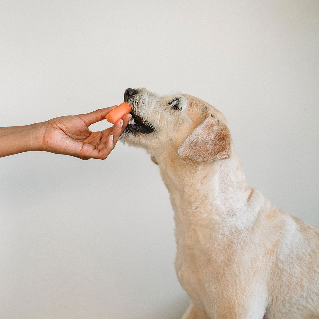 A white fluffy dog eating an orange carrot from it's owners outstretched hand against a white/cream wall at FurHaven Pet Products.