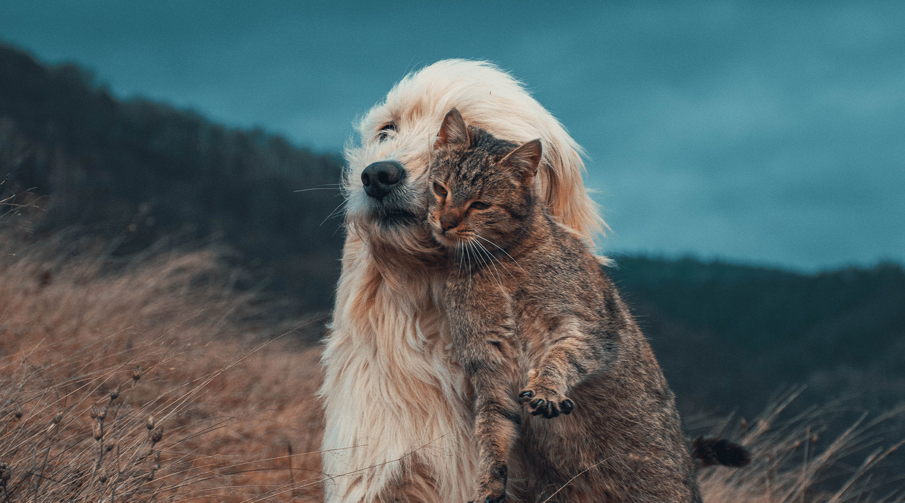 A dog and cat both together in a grassy field with a darkly lit sky and forested mountains in the background at FurHaven Pet Products