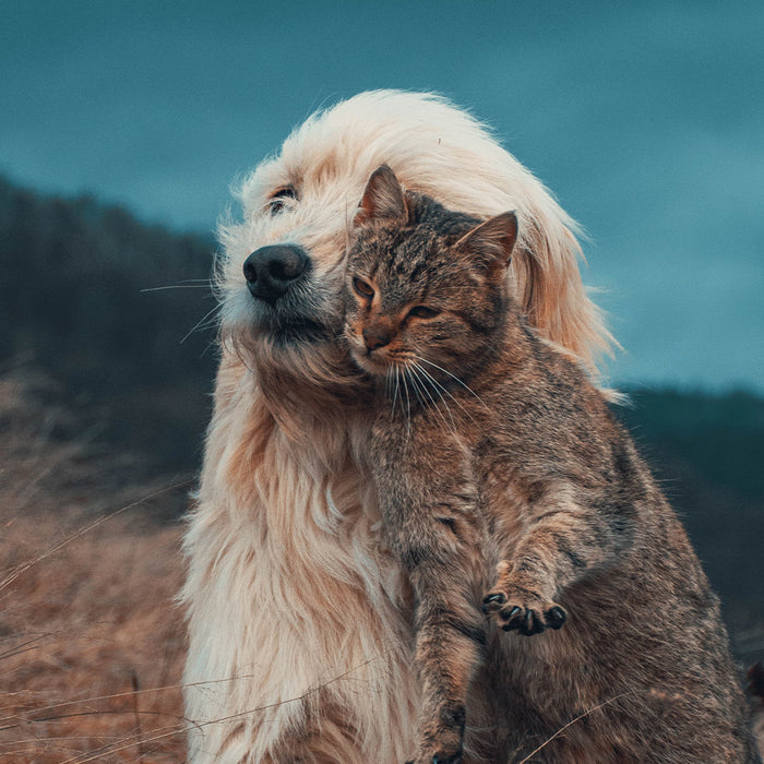 A dog and cat both together in a grassy field with a darkly lit sky and forested mountains in the background at FurHaven Pet Products