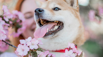 A yellow and white shibe dog happily looking at the left side of the frame, being held by a human in front of some cherry blossoms, at FurHaven Pet Products