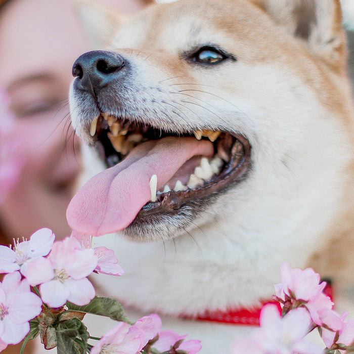 A yellow and white shibe dog happily looking at the left side of the frame, being held by a human in front of some cherry blossoms, at FurHaven Pet Products