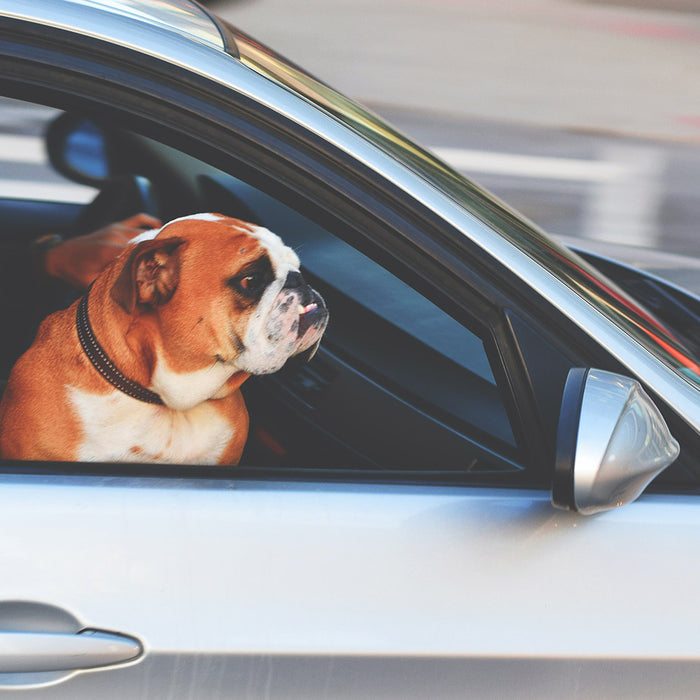 A bulldog in a car. 