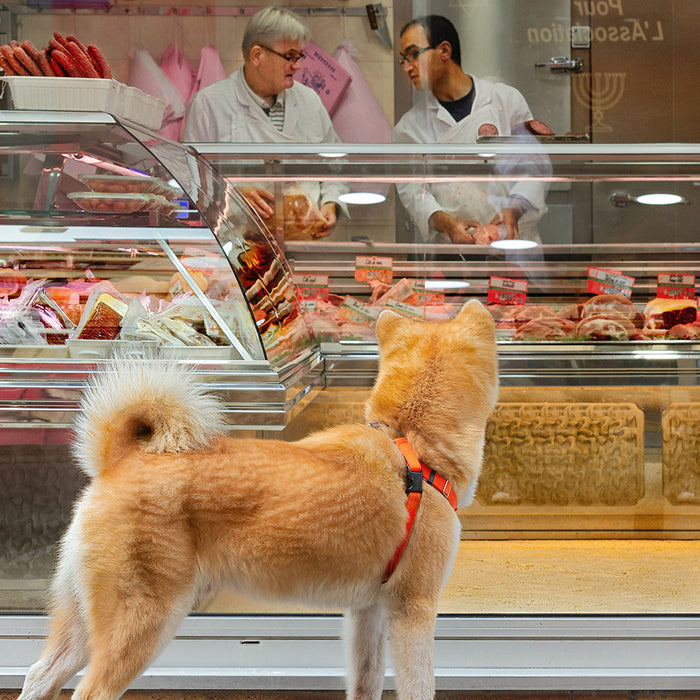 A orange-yellow dog staring into the front window of a food store from FurHaven Pet Products