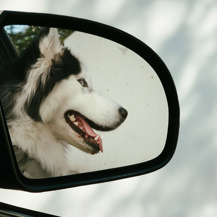 Dog in car mirror hanging out of window 