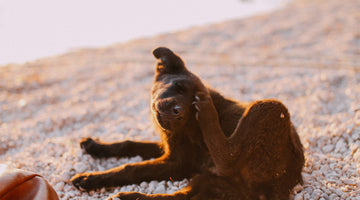 A brown dog lies on a pebble beach at sunset, scratching it's head with it's back leg, at FurHaven Pet Products 