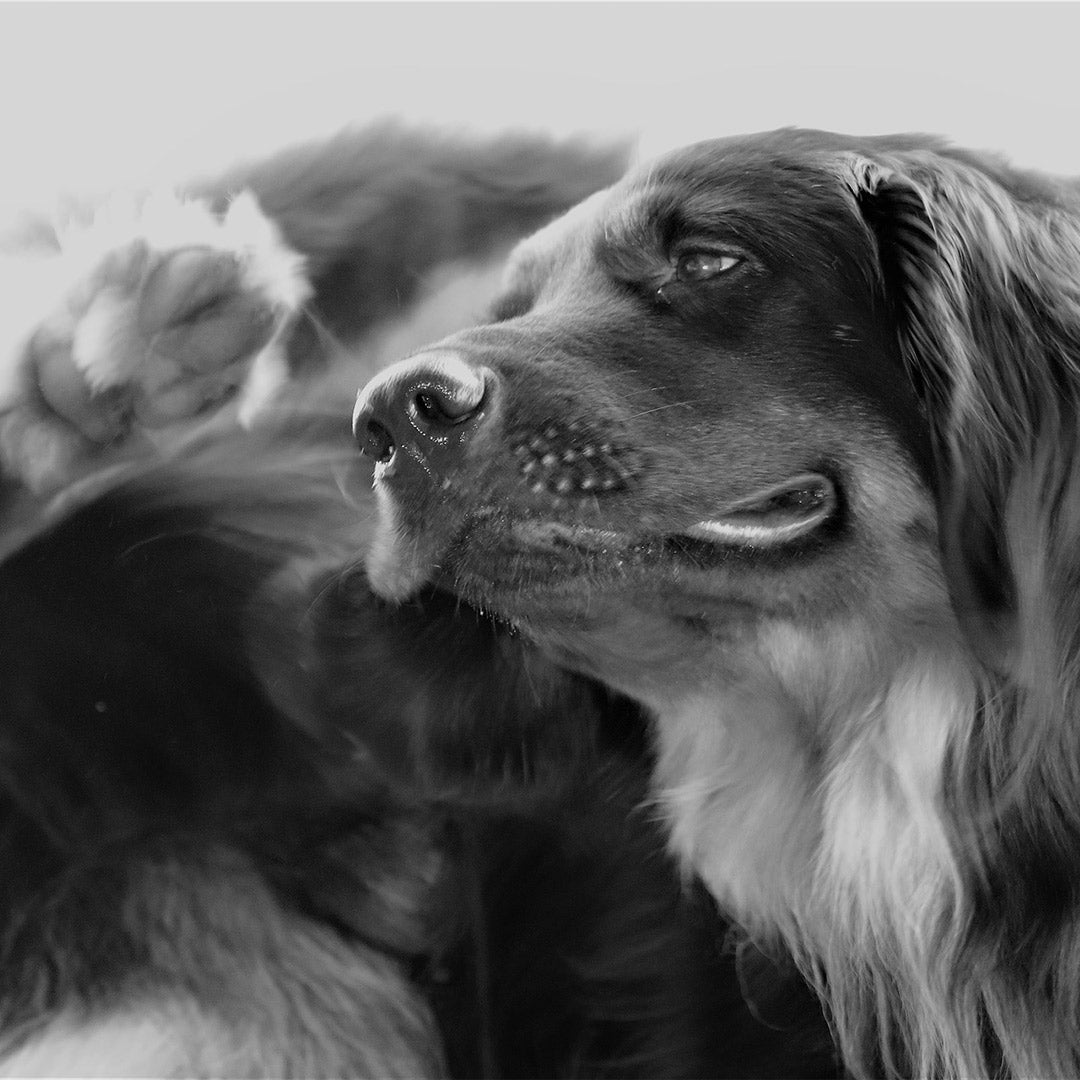 A black and white photo of a dog, at FurHaven Pet Products
