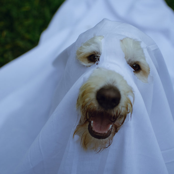 A yellow dog in a ghost costume, sitting on the grass at FurHaven Pet Products 