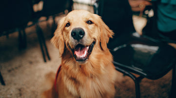 A golden-lab smiling at the camera, at FurHaven Pet Products