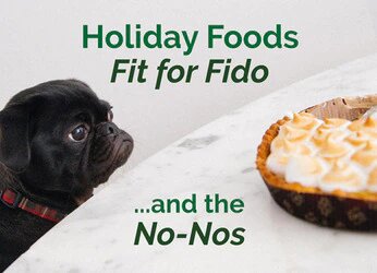 HOLIDAY FOODS FOR PETS - WHAT THEY CAN EAT AND WHAT TO AVOID