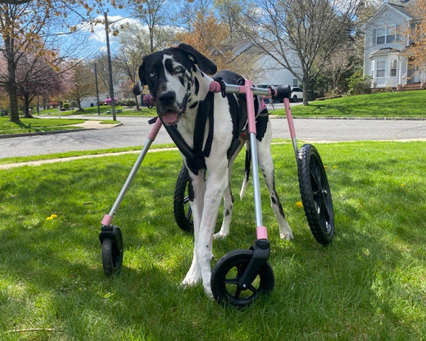 Olive outside on a green grass lawn in the suburbs, hooked up to her walker, which has pink highlights, from FurHaven Pet Products