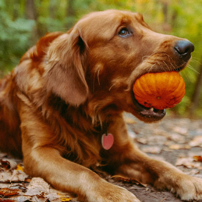 A brown, long furred dog lying on the ground in the forest, with a small pumpkin in it's mouth at FurHaven Pet Products