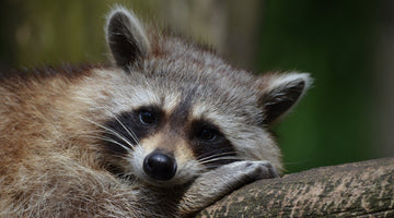 A gray, brown, black, and white raccoon looking at the camera, at FurHaven Pet Products