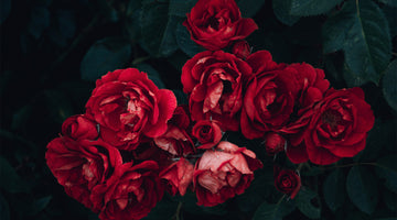 Red and White roses in front of leaves at FurHaven Pet Products