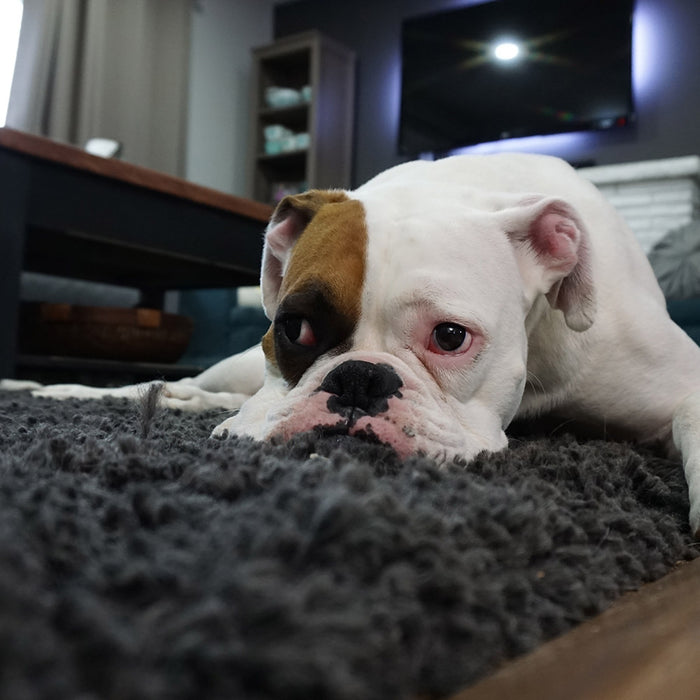 A sad looking bulldog lying on a black carpet at FurHaven Pet Products