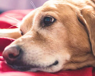 A yellow dog lying it's head down on a red blanket at FurHaven Pet Products 