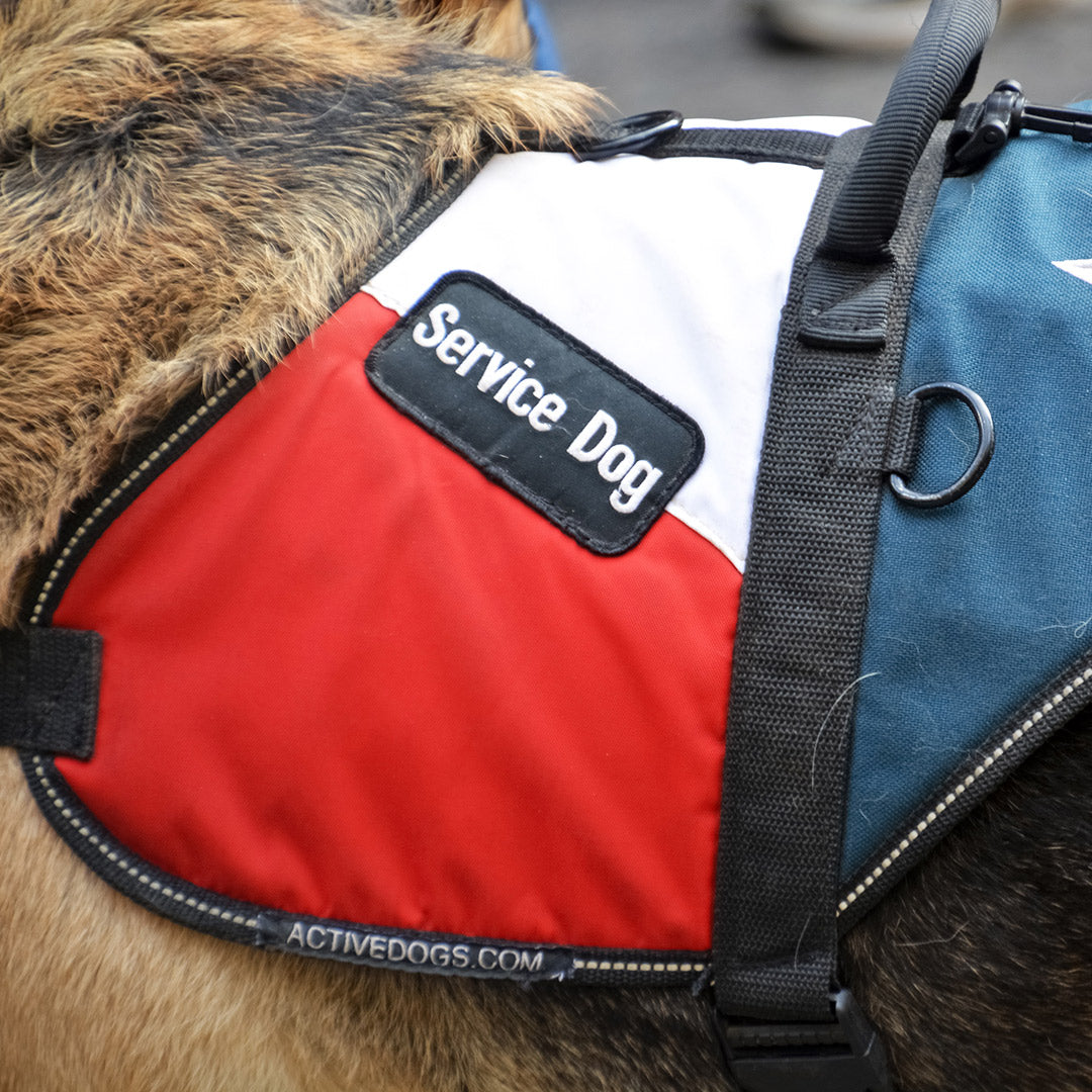 A dog wearing a dedicated Service Dog jacket at FurHaven Pet Products